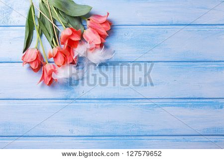 Easter or spring background. Decorative eggs with feather and coral tulips flowers on blue wooden background. Selective focus. Place for text.