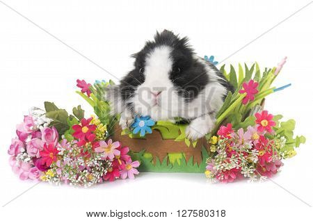 dwarf rabbit in front of white background