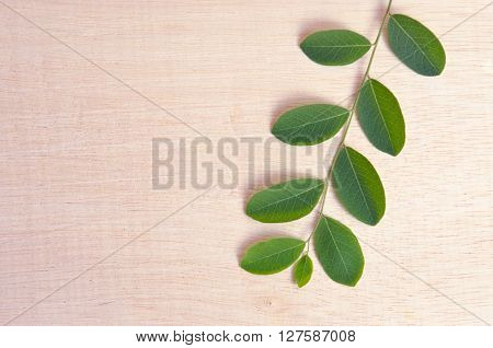 Moringa (Other names are Moringa oleifera Lam. MORINGACEAE Futaba kom hammer vegetable hum hum bug bug Hoo) leaves on wooden board background