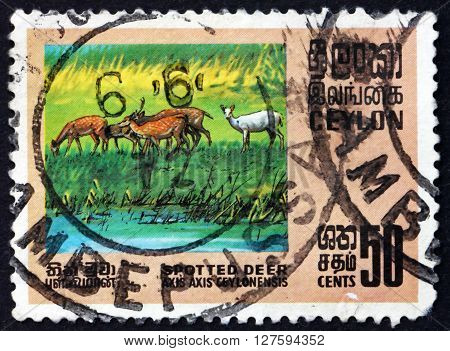 SRI LANKA - CIRCA 1970: a stamp printed in Sri Lanka shows Axis Deer Axis Axis is Deer Found in the Indian Subcontinent ans Sri Lanka circa 1970