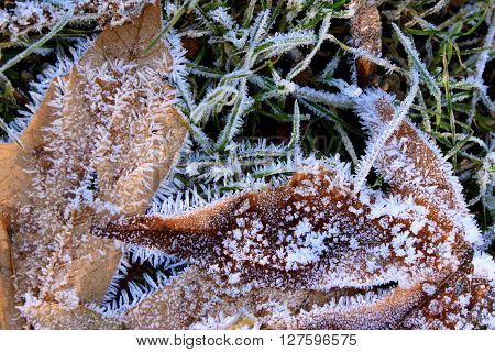 Frost coated winter leaves in the grass.