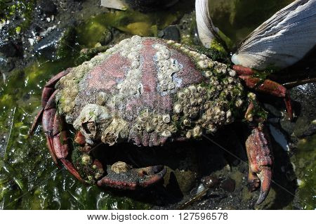 Closeup of a barnacle coated crab shell at the beach.