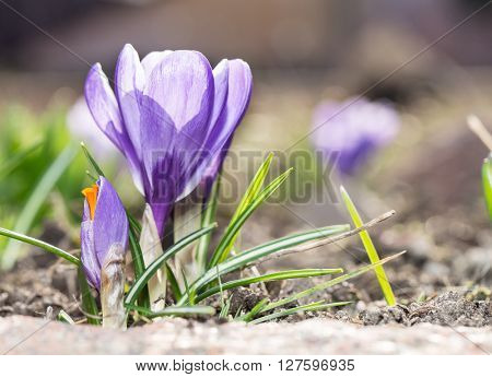 Crocus -blomming spring flowers.