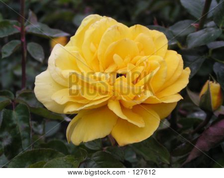 노란 장미와 꽃 봉 오리