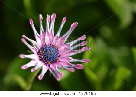 African Daisy 