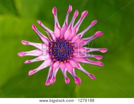 African Daisy 