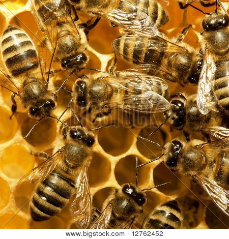 Makro pracovní Bee na honeycells.