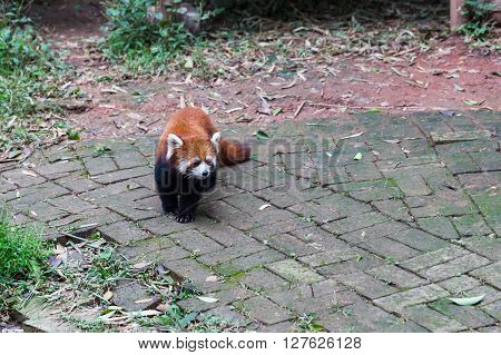 Closw view of red Red Panda (Ailurus fulgens) also called lesser panda.