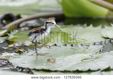 Baby Wattled Jacana Walking On A Lily Pad - Panama