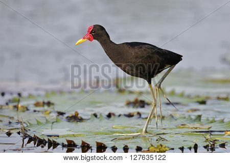 Wattled Jacana Walking On A Lily Pad - Panama