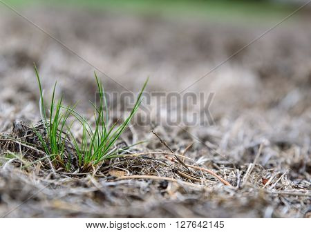 Pests and disease cause a large amount of damage to lawns