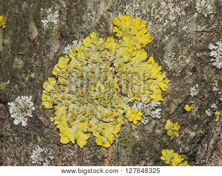 Lichen Xanthoria parientina on aspen tree bark macro selective focus