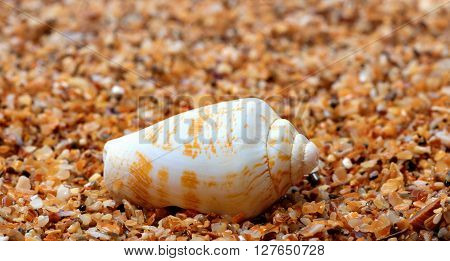 Shell Of Cone Snail On Sand