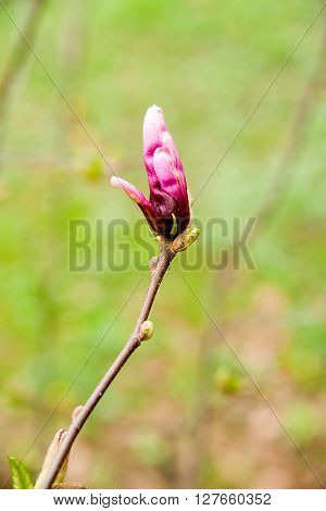 Magnolia blossoms in spring on a sunny day