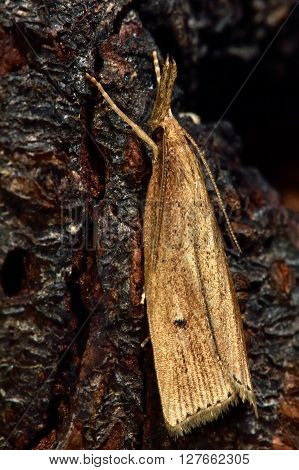 Catoptria falsella micro moth. Small insect in the family Crambidae known as the grass moths