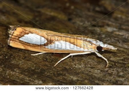 Catoptria pinella micro moth. Small insect in the family Crambidae known as the grass moths