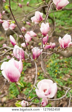 Magnolia blossoms in spring on a sunny day