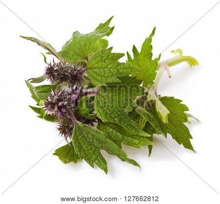 Purple Dead-nettle Lamium purpureum wildflower plant over white background