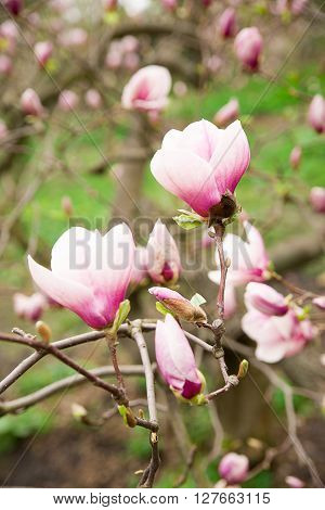 Magnolia blossoms in spring on a sunny day