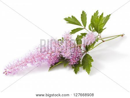 Pink Astilbe flower isolated on a white background