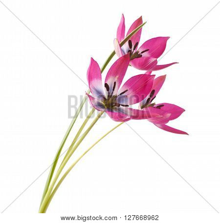 Red and White Tulip Isolated on White Background (Tulip Tarda)