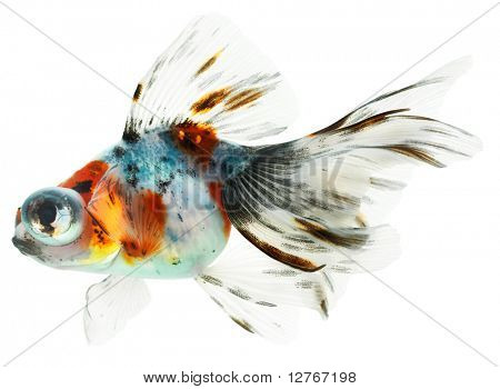 Золотая рыбка. Изоляция на белой