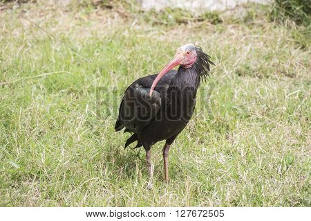 Gerunticus eremita Northern bald ibis, resting relaxed under the sun