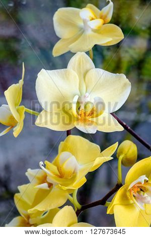 yellow orchids on a background of a window