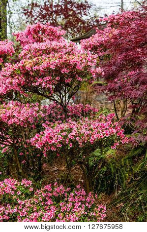 Many Pink Azaleas in full bloom in garden