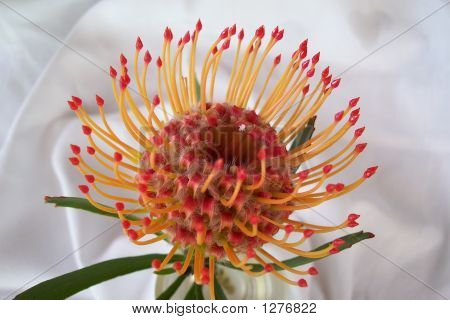  Leucospermum Cordifolium Lineare