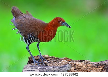 Slaty-legged Crake Bird