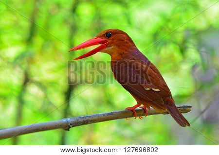 Ruddy Kingfisher Bird