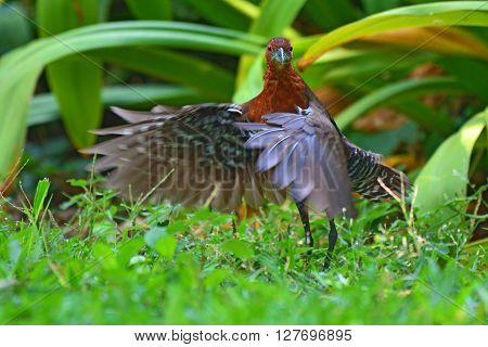 Slaty-legged Crake Bird