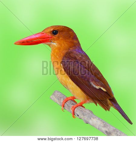 Ruddy Kingfisher Bird
