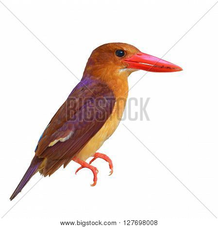 Ruddy Kingfisher Bird