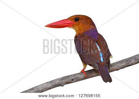 Ruddy Kingfisher Bird