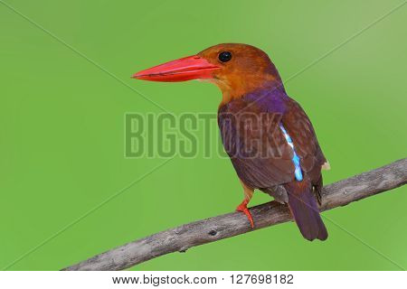 Ruddy Kingfisher Bird