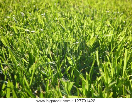 Green Moisty Grass Texture On A Meadow