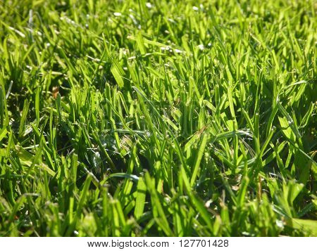Green Moisty Grass Texture On A Meadow