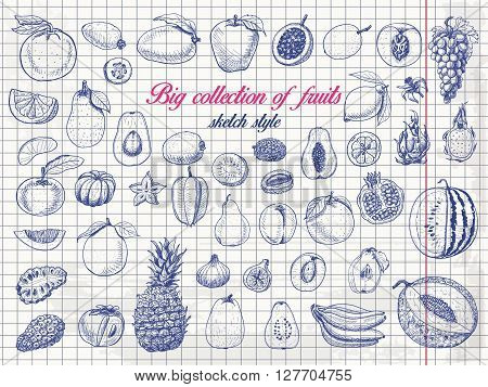 Big collection of fruits on paper. Vector illustration for your design