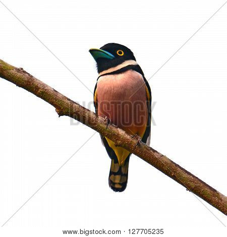 Black And Yellow Broadbill Bird