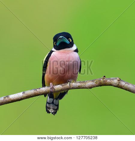 Black And Yellow Broadbill Bird