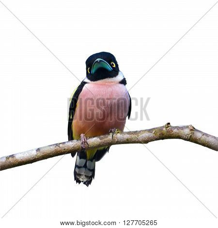 Black And Yellow Broadbill Bird