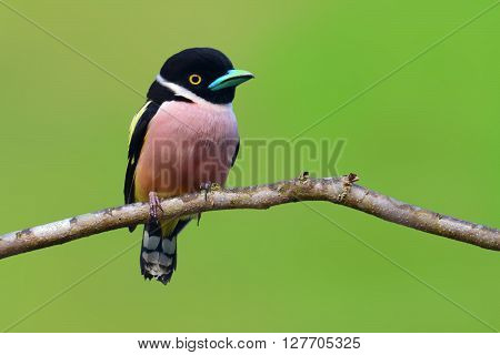 Black And Yellow Broadbill Bird