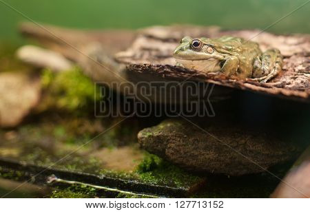 Frog Tropical Reptile Amasonia Jungles Animal
