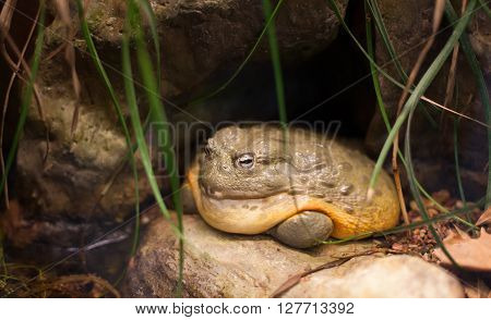 Frog Tropical Reptile Amasonia Jungles Animal