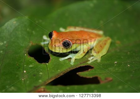 Frog Tropical Reptile Amasonia Jungles Animal