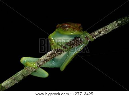 Frog Tropical Reptile Amasonia Jungles Animal
