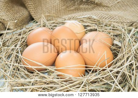 Brown eggs in hay eggs in nest hen eggs. Sackcloth background