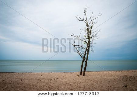 Lonely Tree On Abandoned Beach, Liepaja, Latvia